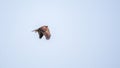 The bird of prey Black Kite flying in blue Sky Royalty Free Stock Photo