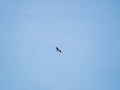 The bird of prey Black Kite flying in blue Sky Royalty Free Stock Photo