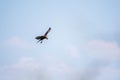 The bird of prey Black Kite flying in blue Sky Royalty Free Stock Photo