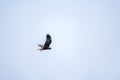 The bird of prey Black Kite flying in blue Sky Royalty Free Stock Photo