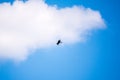 The bird of prey Black Kite flying in blue Sky Royalty Free Stock Photo