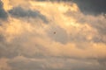 Bird of prey Black kite flying in the cloudy sunset sky Royalty Free Stock Photo