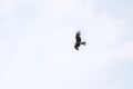 Bird of prey Black kite flying in the cloudy sunset sky Royalty Free Stock Photo