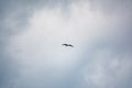 Bird of prey Black kite flying in the cloudy sunset sky Royalty Free Stock Photo