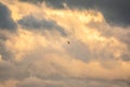 Bird of prey Black kite flying in the cloudy sunset sky Royalty Free Stock Photo