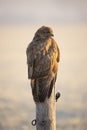 Buzzard, Buteo buteo, bird of prey Royalty Free Stock Photo