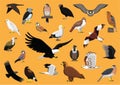 Bird of Prey Characters Hawk Eagle Vulture Falcon Cartoon Vector Illustration