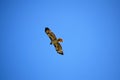 Red-tailed Hawk against Blue Sky Royalty Free Stock Photo