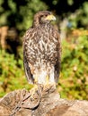 Bird of prey closeup hunting and looking for food in the forest