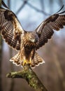 Bird of prey. Common buzzard landing on branch in wintertime forest. Royalty Free Stock Photo