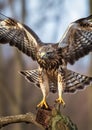 Bird of prey. Common buzzard landing on branch in wintertime forest. Royalty Free Stock Photo