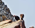  the Ballestas Islands -Condor Andin