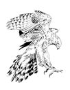 Bird of prey eagle, hawk, Falcon, hand-drawn ink