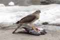 Bird of prey eats its prey/ A hawk eats a pigeon it has killed.