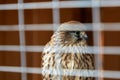 A bird of prey sits behind the bars of a cage Royalty Free Stock Photo