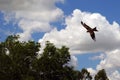 Bird of prey falcon swooping in