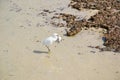 Bird with prey fish on the beach