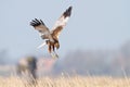 Bird of prey in flight Royalty Free Stock Photo