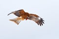 Bird of prey in flight. Black kite, Milvus migrans on sky during winter. Bird on the snowy meadow. White sky, wildlife from Japan