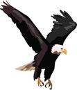 Bird of prey in flight eagle- Royalty Free Stock Photo