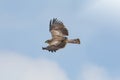 Bird of prey in flight, Short-toed snake eagle Royalty Free Stock Photo