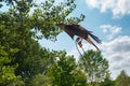 Bird of prey flying. CabÃ¡rceno, Cantabria, Spain. Royalty Free Stock Photo