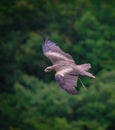 A bird of prey while flying in a falcrony in saarburg Royalty Free Stock Photo