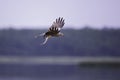 A black kite flying with a just caught fish in Germany. Royalty Free Stock Photo