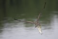 A black kite flying with a just caught fish in Germany. Royalty Free Stock Photo