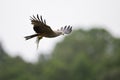 A black kite flying with a just caught fish in Germany. Royalty Free Stock Photo