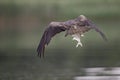 A black kite Milvus migrans flying with a just caught fish in Germany. Royalty Free Stock Photo