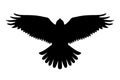 Bird of prey flying silhouette isolated