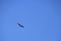 A bird of prey flying under the clear blue sky with a lot of copy space.