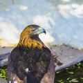 Bird of prey. Golden eagle with attentive watchful eye Royalty Free Stock Photo
