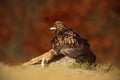 Bird of prey Golden Eagle, with kill red fox on stone - photo with nice blurred orange autumn forest in the bac