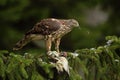 Bird of prey Goshawk, Accipiter gentilis, feeding Green Grey-headed Woodpecker sitting on the spruce tree in the forest