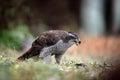 Bird of Prey Goshawk, Accipiter gentilis, feeding kill dark squirrel in the forest Royalty Free Stock Photo