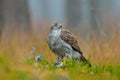 Bird of prey Goshawk with killed Eurasian Magpie on the grass in green forest. Wildlife scene from the forest. Animal behavior in Royalty Free Stock Photo