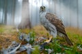 Bird of prey Goshawk with killed Eurasian Magpie on the grass in green forest. Wildlife scene from the forest. Animal behavior in Royalty Free Stock Photo