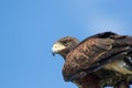 Bird of prey. Haris`s hawk falcon in close up with copy space. Royalty Free Stock Photo