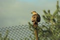 Bird of prey sitting on a wire fence looking into the distance