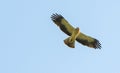 Bird of prey hawk flying on blue sky background Royalty Free Stock Photo