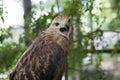 Bird of Prey Hawk with open beak at Zoo. Birds and Animals