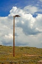 Bird of Prey Hawk's Falcon's Erected Man Made Nest on a Pole Royalty Free Stock Photo