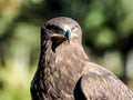 Bird of prey hunting closeup outdoor shot. Birds of prey are found in many countries but can also be found at a Zoo