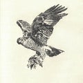Bird of prey and its prey. Old black and white illustration. Vintage drawing. Illustration by Zdenek Burian. Zdenek