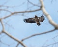 Bird of prey - Juvenile Bald Eagle