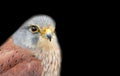 Bird of prey kestrel birds isolated on black Royalty Free Stock Photo