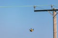 Bird of prey Kestrel Falco tinnunculus diving towards the ground from a telegraph pole Royalty Free Stock Photo