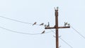 Bird of prey kestrel on a pole Royalty Free Stock Photo